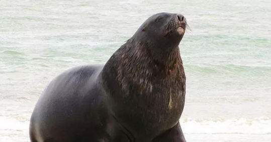 100+ 图片 海獅 新的 55 海豹、海獅、海狗與海象怎麼區分?